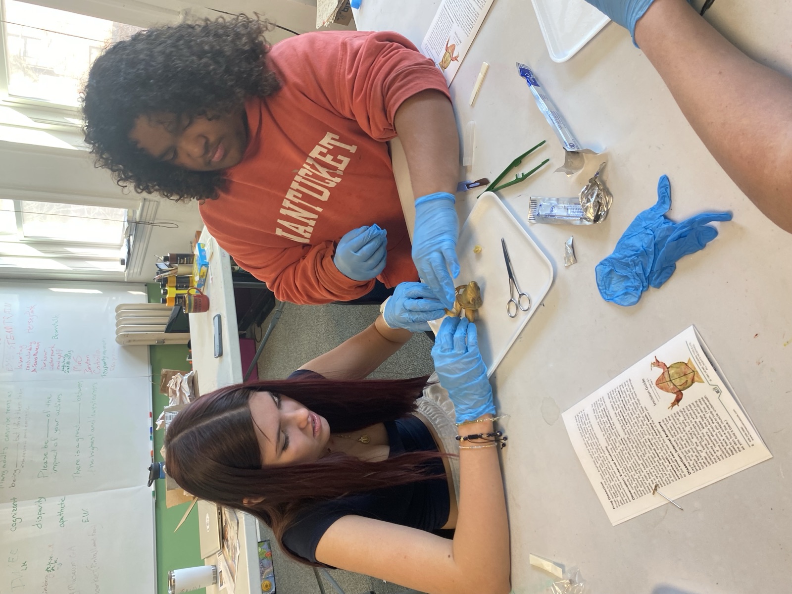 Two students carefully dissecting a specimen with gloves during a biology class